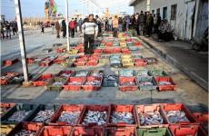 سمك وفير في أسواق غزة.JPG