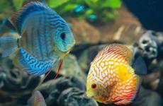 blue_and_yellow_beautiful_fishes_underwater_4k_hd_animals-3840x2160.jpg