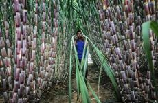 زراعة القصب.JPG