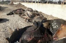 مقتل أبقار بالخليل.jpg