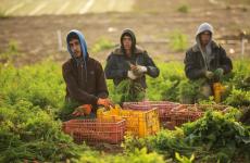 مزارعين شمال القطاع.jpg