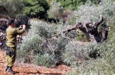 اقتلاع أشجار الزيتون في نابلس