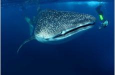 غطاس بجوار حوت في احد المحيطات.jpg