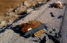 مستوطن يدهس أغنام