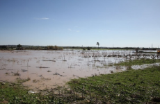 غرق محاصيل.png