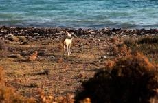 جزيرة ساموثراكي باتت تحت تهديد الماعز