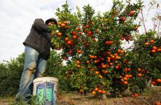 ثمار الكلمنتين ‫(251570407)‬ ‫‬.jpg