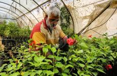 1مزارع من غزة يحول أرض مستوطنة مخلاة إلى مشتل زهور.jpg