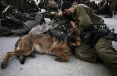 كلاب الجيش الإسرائيلي Israeli army dogs.jpg