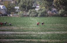 مزارعي الفراولة