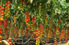 زراعة غزة.jpg