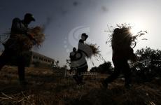 من أجل لقمة العيش.. فرقة كوماندوز الجامعية تنافس الآلات في جني محاصيل غزة 1.jpg