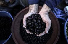 زيتون أسود.JPG