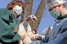 أطباء ودجاجة.jpg