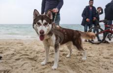 اصطحاب الكلاب على شاطئ غزة