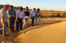 الزراعة تللف علفا.jpg