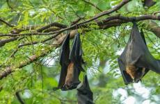 خفافيش الفواكه مصدر فيروس نيباه.jpg