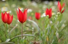 زهرة توليب مانيسا