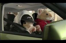 فئران تقود سيارة