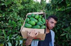 زراعة الافوكادو.jpeg