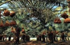 نخليل أ{يحا.jpg