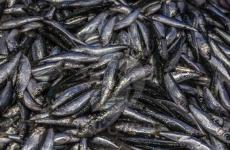 أسماك الأنشوجة.jpg