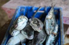 سمك الأرنب السام