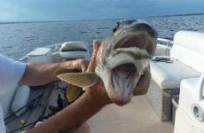 knotty-boys-two-mouth-fish.jpg