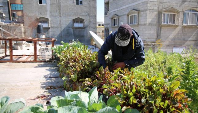 أبو فادي أبو دان يحول سطح منزله لمزرعة