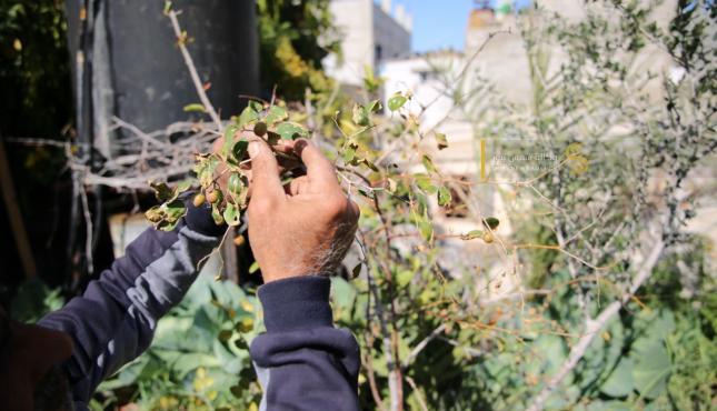 أبو فادي أبو دان يحول سطح منزله لمزرعة