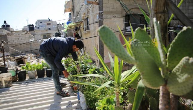 أبو فادي أبو دان يحول سطح منزله لمزرعة