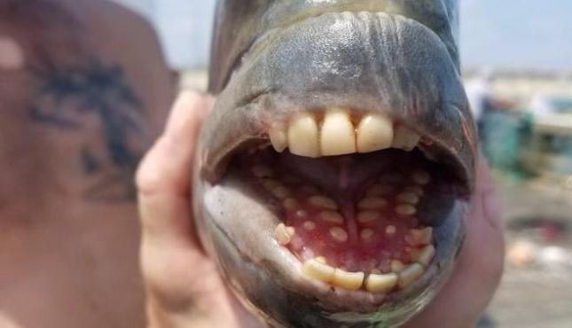 سمكة بأسنان بشرية.jpg