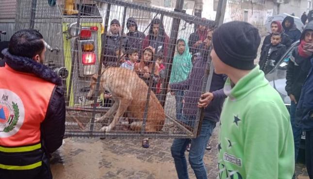 الامساك بكلب مسعور (4).jpeg