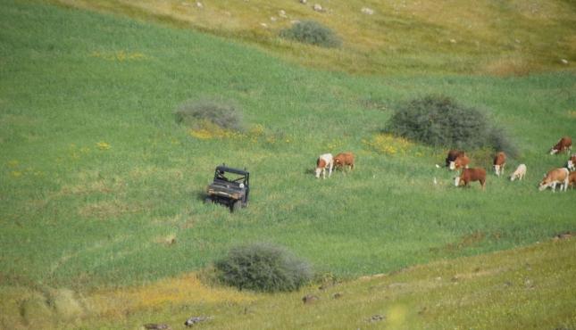 أبقار المستوطنين ترعى مزروعات المواطنين في الأغوار