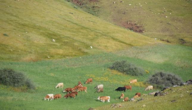 أبقار المستوطنين ترعى مزروعات المواطنين في الأغوار