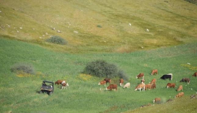 أبقار المستوطنين ترعى مزروعات المواطنين في الأغوار