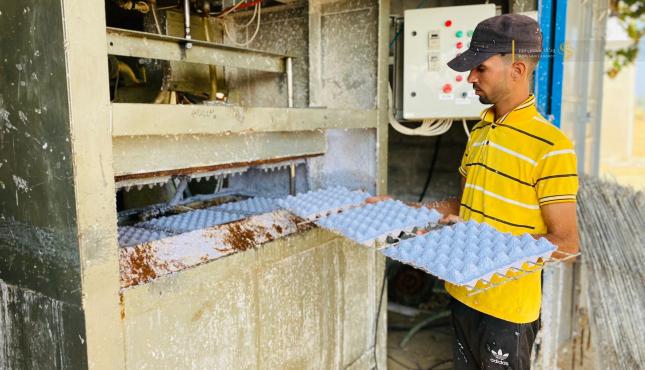 صناعة كراتين البيض في غزة (5).jpeg