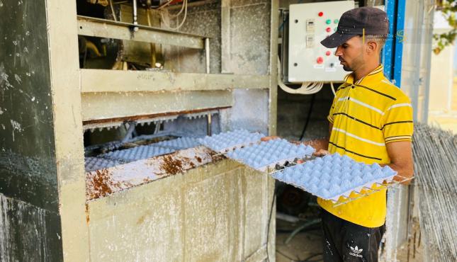 صناعة كراتين البيض في غزة (2).jpeg
