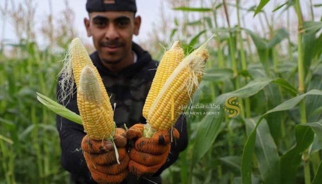 موسم الذرة في غزة (3).jpeg