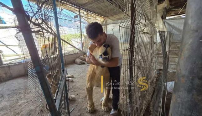 تربية الحيوانات في غزة