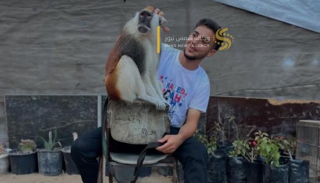 تربية الحيوانات في غزة