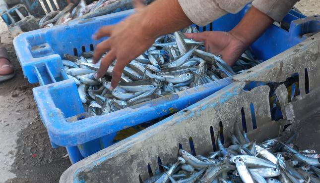 مهنة الصيد (5).jpg