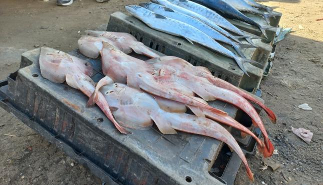 مهنة الصيد (11).jpg