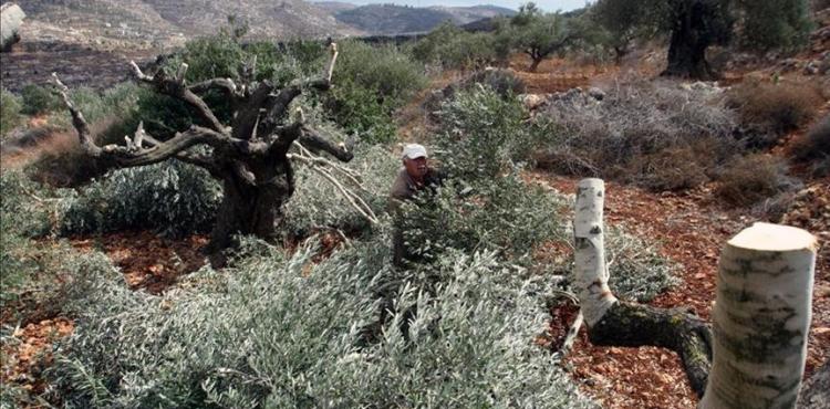 شجر الزيتون