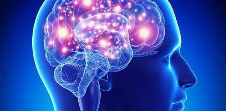 الدماغ.jpg