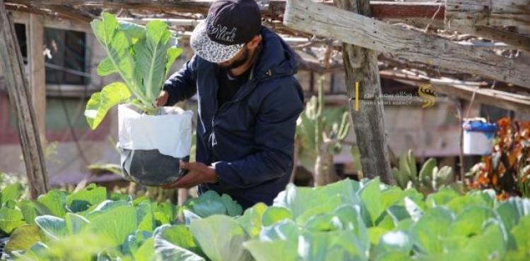 أبو فادي أبو دان يحول سطح منزله لمزرعة