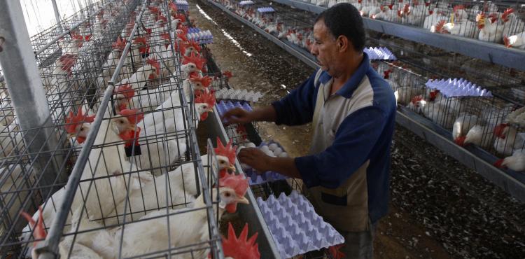 دجاج - دواجن