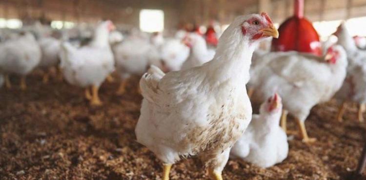 دجاج - دواجن.jpg