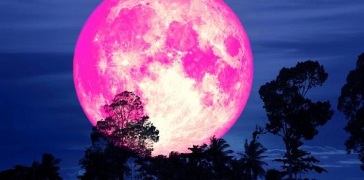 القمر العملاق الزهري.jpg