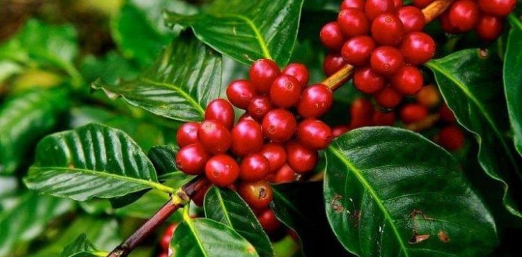 أشجار القهوة.jpeg
